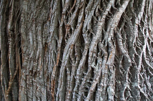 Kora drzewa bardzo pęknięty — Zdjęcie stockowe