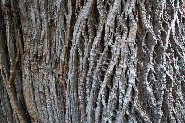 Corteccia dell'albero molto incrinata — Foto Stock