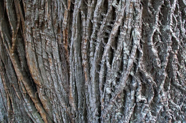 Corteccia dell'albero molto incrinata — Foto Stock