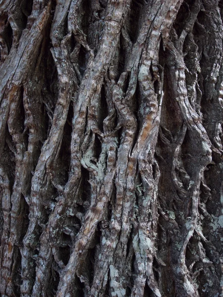 Corteccia dell'albero molto incrinata — Foto Stock
