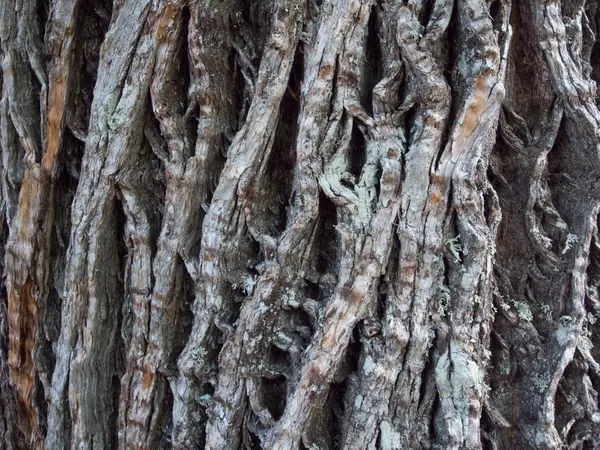Corteccia dell'albero molto incrinata — Foto Stock