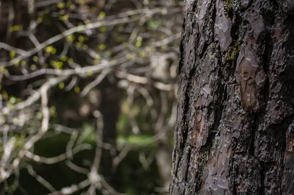 Corteccia di albero con foresta in background — Foto Stock