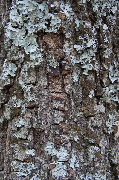 Tree bark very cracked — Stock Photo, Image