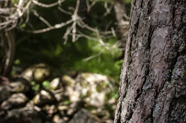 Corteccia di albero con foresta in background — Foto Stock