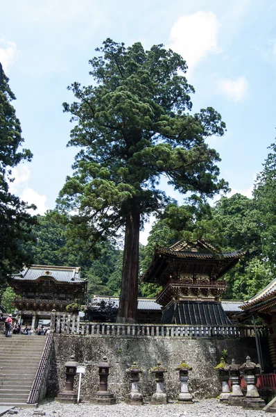 Träd in i tempel området — Stockfoto