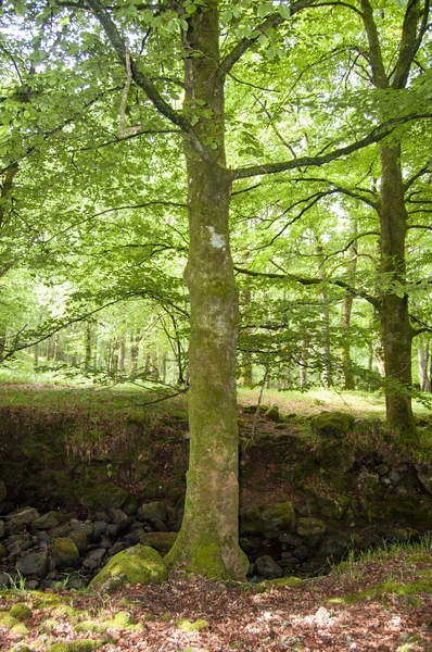 Árvore com musgo na floresta — Fotografia de Stock