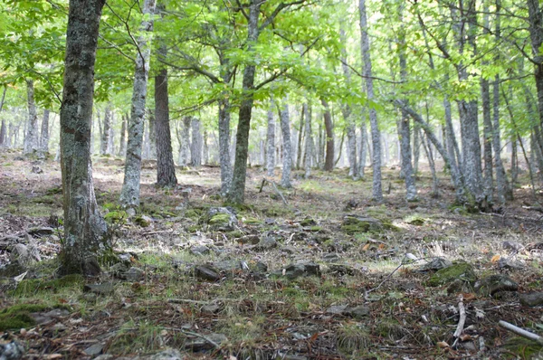 Trees in the forest — Stock Photo, Image