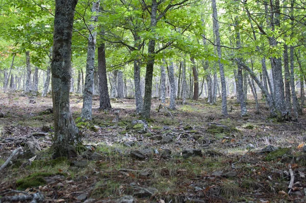 森の木々 — ストック写真