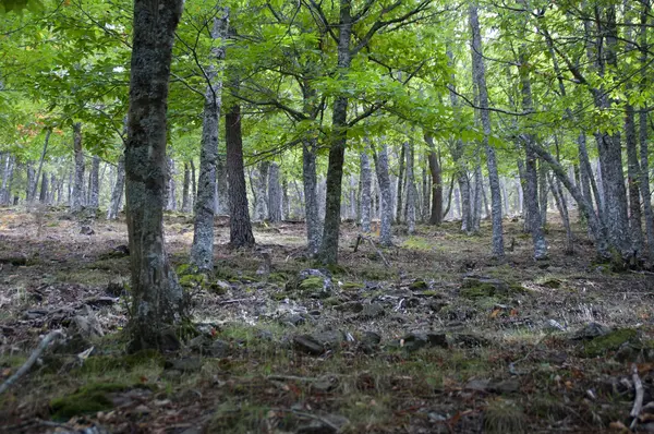 Деревья в лесу — стоковое фото
