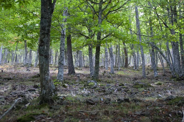 Árboles en el bosque — Foto de Stock