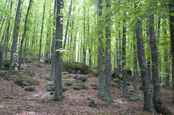 Trees in the forest — Stock Photo, Image