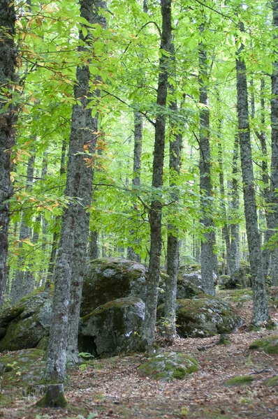 Árboles en el bosque — Foto de Stock