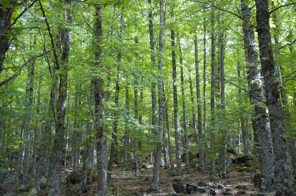 Árboles en el bosque — Foto de Stock