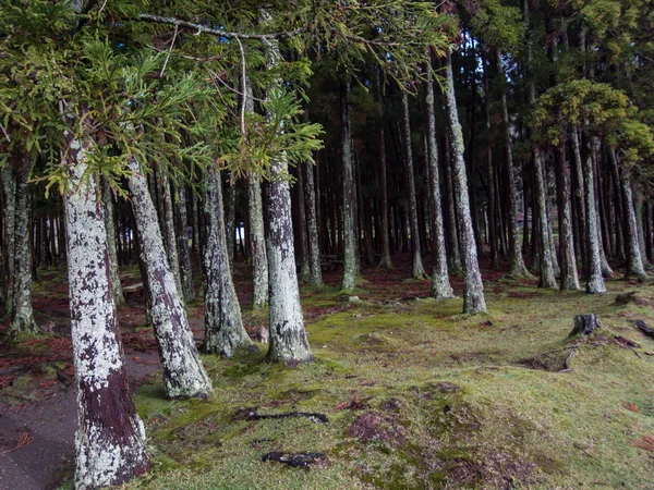 Stromy v lese — Stock fotografie