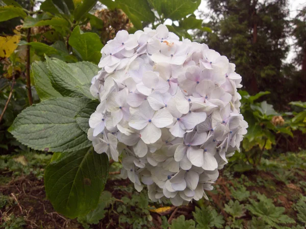 森林中的白花 — 图库照片