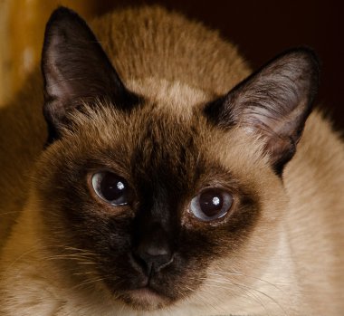 Siyam bakan kedi yakın çekim