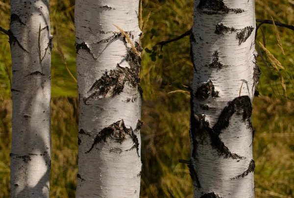 Birch trees wall-paper. — Stock Photo, Image