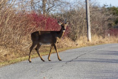 Dişi, yetişkin, beyaz kuyruklu geyik ormandan çıkar ve yolu geçer.