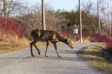 Dişi, yetişkin, beyaz kuyruklu geyik ormandan çıkar ve yolu geçer.