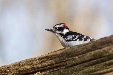 Bozuk bir ağaçta dinlenen Downy Ağaçkakan