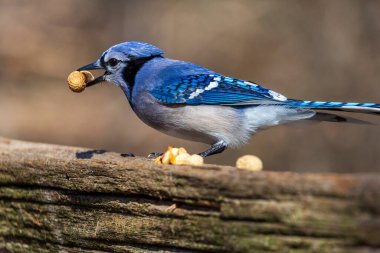 Mavi bir Jay kuşunun fıstık yemesine yakın.