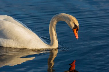 Dilsiz Beyaz Kuğu 'nun gagasından su damlar (Cygnus olor), Kanada Vahşi Hayatı' ndan..