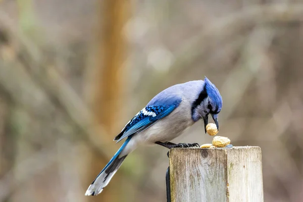 Modrý Jay Vytrhne Arašídy Kůlu Plotu — Stock fotografie