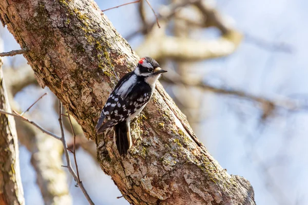 Downy Woodpecker躺在一棵树上 — 图库照片