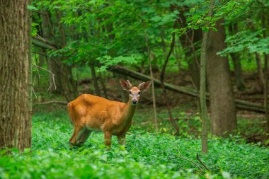 Genç bir erkek ak kuyruklu geyik Ontario 'da yeşil bir ormanda duruyor.