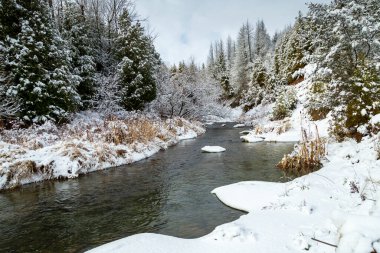 Kanada doğasında küçük bir deresi olan karlı bir ormanın kış manzarası.