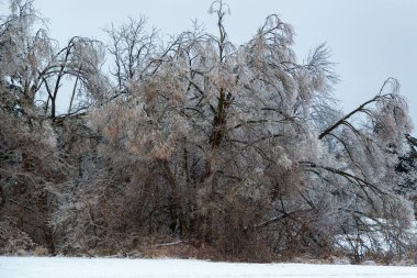 Güney Ontario ormanı, ağaçlara ve dallara zarar veren dondurucu yağmurun ardından yoğun bir buz tabakasıyla kaplıdır..