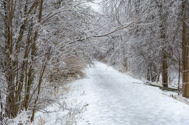 Güney Ontario ormanı, ağaçlara ve dallara zarar veren dondurucu yağmurun ardından yoğun bir buz tabakasıyla kaplıdır..