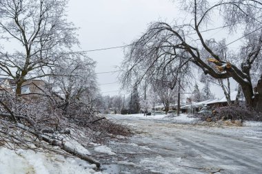 Güney Ontario ormanı, ağaçlara ve dallara zarar veren dondurucu yağmurun ardından yoğun bir buz tabakasıyla kaplıdır..
