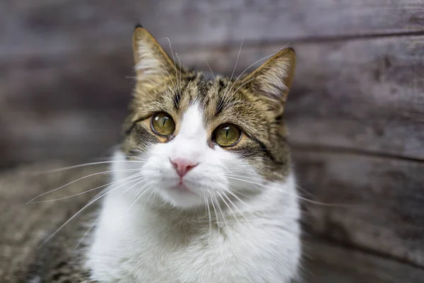 绿眼睛胖胖的猫的肖像 — 图库照片