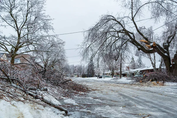 온타리오 남부의 나무와 나뭇가지에 피해를 얼어붙은 하룻밤을 얼음으로 로열티 프리 스톡 이미지