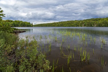 Kanada 'nın Algonquin Parkı' ndaki bataklıkta bulutlu bir gün.