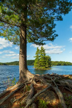 Kanada, Ontario 'daki Algonquin Park' taki bir adaya bir ağaç yuvasının karmaşık kökleri