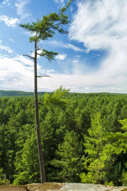 Algonquin Park, Ontario, Kanada 'da uzun çam ağaçları