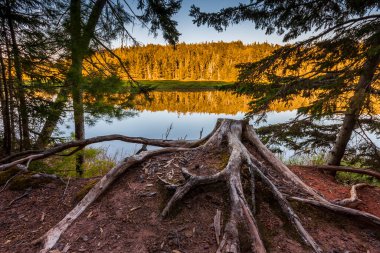 Strathgartney Provincial Park, Prens Edward Adası, Kanada 'da bir yaz manzarasında yaşlı bir kökü çevreleyen ladin ağacı çerçevesi