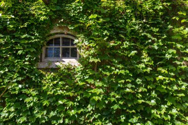 Zengin yeşil sarmaşık yapraklarıyla kaplı küçük kemerli bir pencere.