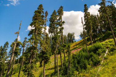 Whistler, British Columbia, Kanada 'da çam ağaçları