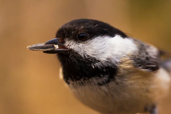 Close Black Capped Chickadee Eating Seeds — Stock Photo, Image