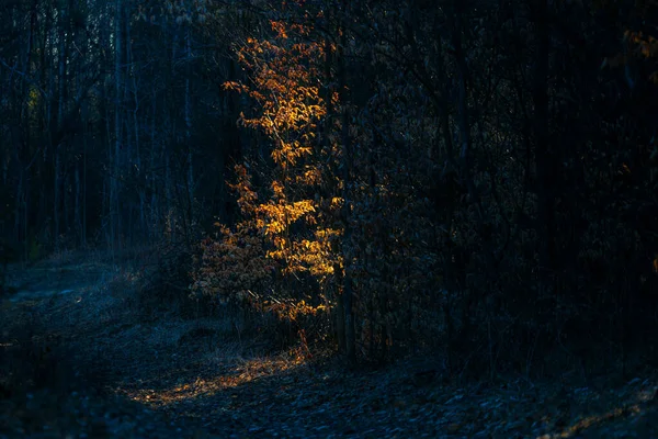 Last Minutes Sunlight Sunset Glowing Tree Dark Forest — Stock Photo, Image