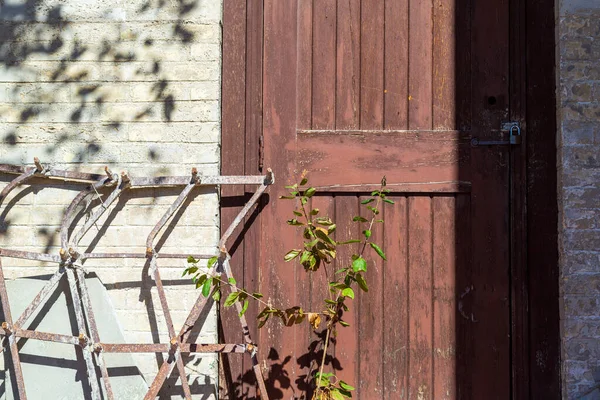 Rusty Dveře Rozbitý Plot Vedle Rostliny — Stock fotografie
