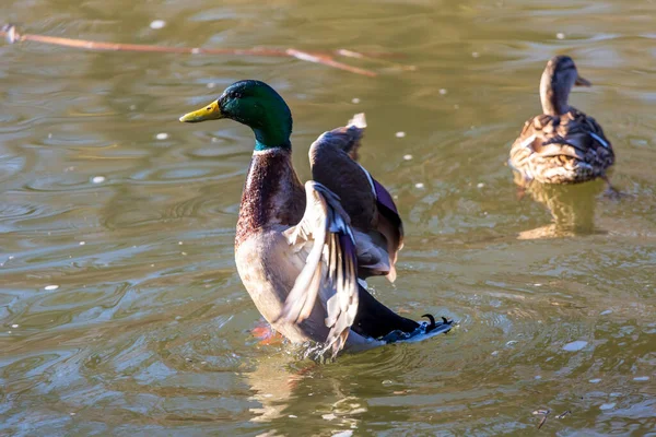 Mallard Kacsa Kanadai Vizekről Indul — Stock Fotó