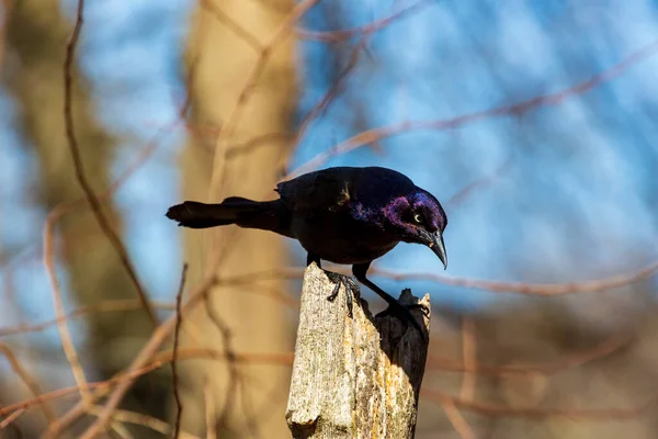 Гнів Птах Вид Великої Крижаної Чорної Птиці Знайденої Північній Америці — стокове фото