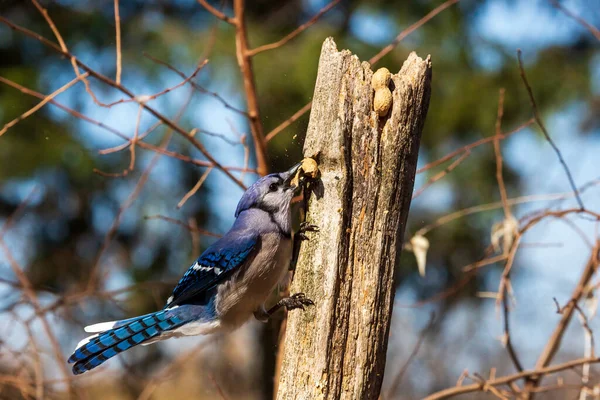 Blue Jay Cyanocitta Cristata Jíst Arašídy Tyči — Stock fotografie