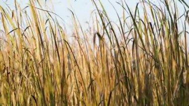 Soyut ve psikedelik ekran koruyucu video