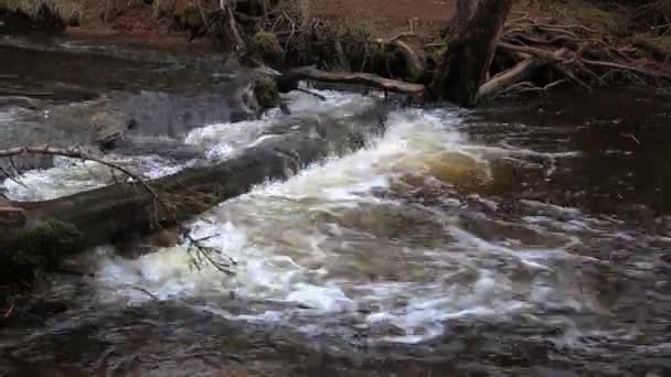 Snel Stromend Water Een Omgevallen Boom — Stockvideo