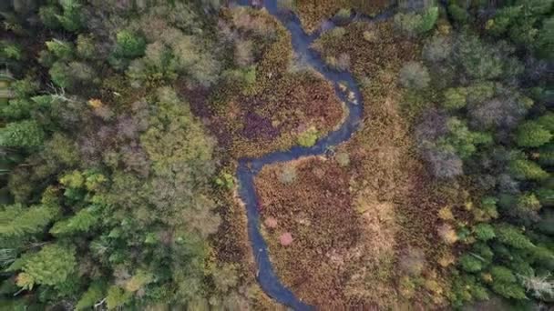 Veduta Aerea Una Foresta Lungo Fiume Durante Luminoso Autunno Metà — Video Stock